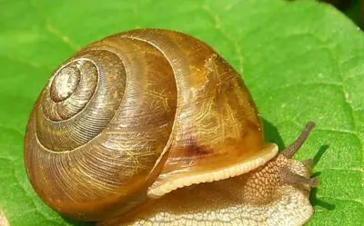 Can a Snail Attack a Human Being? (Solved)