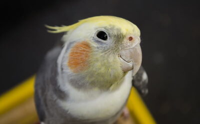 Are Cockatiels High Maintenance? (Essential Tips for Beginners)