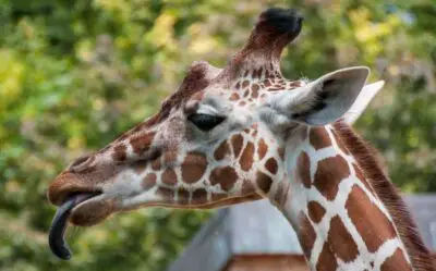 Why Is The Giraffe’s Tongue Blue? (Clear explanation)