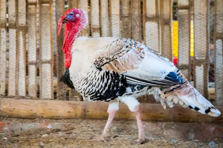 Why Are Your Turkey Eggs Not Hatching? (Key Tips)
