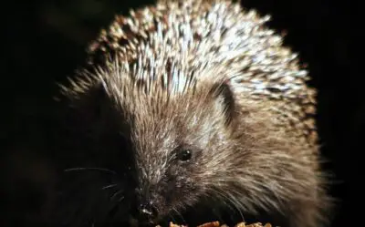 Do Hedgehogs Have Whiskers? (Find out how they use it)