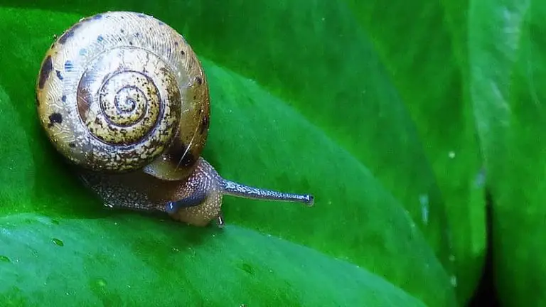 Can Snails Feel Pain? (Physical evidence)