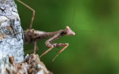 Do Praying Mantis Attack Humans? (Answered)