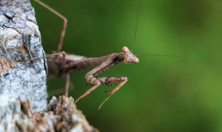 Do Praying Mantis Attack Humans? (Answered)