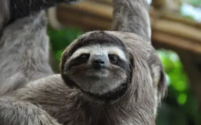 Are Sloths Dangerous? (Interesting Arguments)