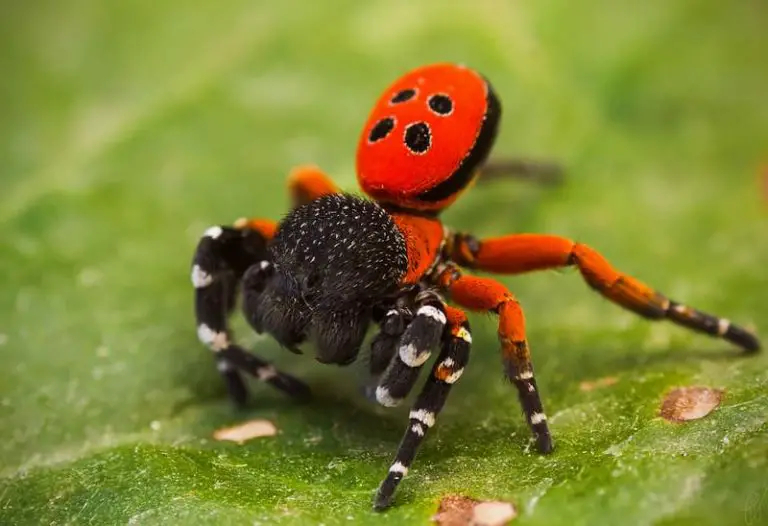 Why Do Spiders Raise Their Abdomen?