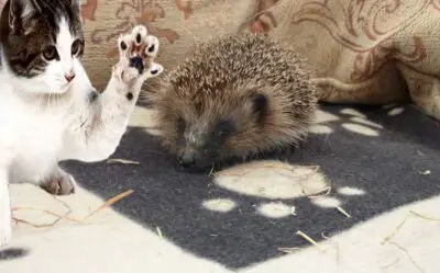 Can a Cat Attack a Hedgehog? (Find Out What Will Happen if They Fight)