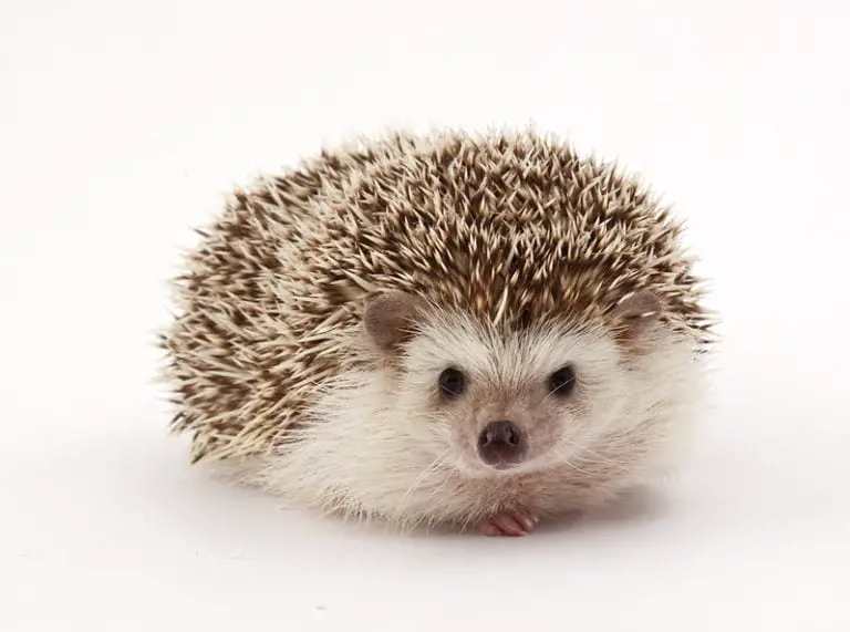 How Much Should Your Hedgehog Weigh? (Weight chart included)