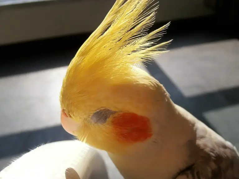 How Long Do Cockatiels Sleep? (Solved)