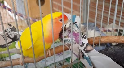 Is Newspaper Safe For Birds? (Key Info)