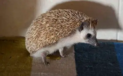 How Often Do Hedgehogs Poop and Pee? (Answered)