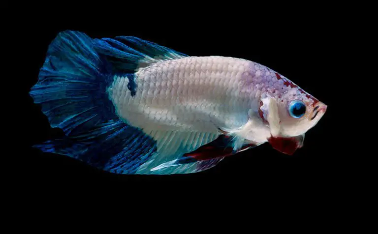 Is Betta Fish Fighting illegal? Yes, This is Why