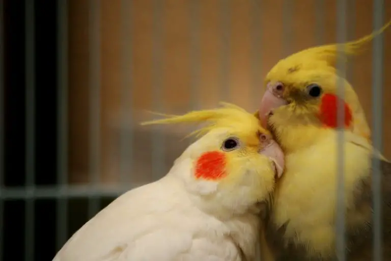 8 Reasons Why Cockatiels Can Attack Each Other