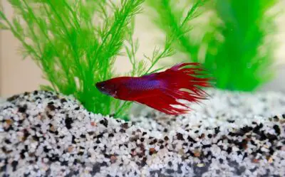 How Long Does it Take a Betta Fish to Digest Food?