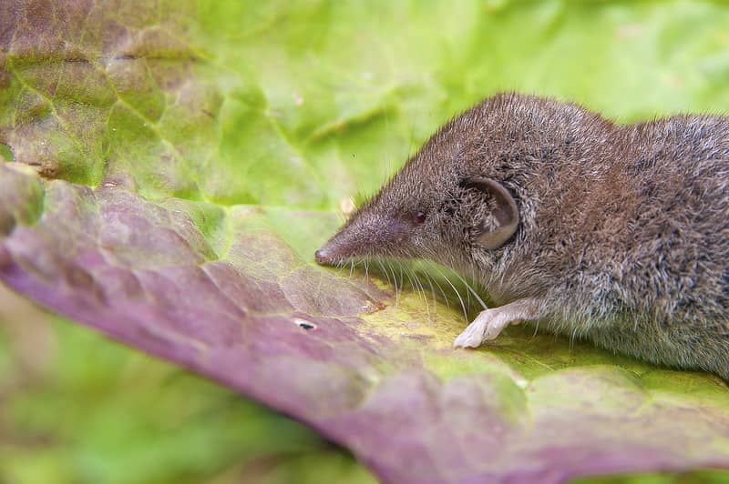 Are Shrews Dangerous to Cats? (Detailed Explanation) - Animal World Facts