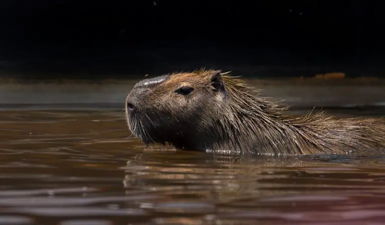 Why Do Capybaras Like to Live Near Water? These Are The Reasons
