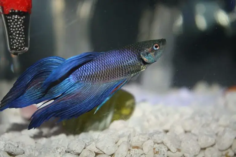 How Long Can Betta Fish Go Without Water? You Might be Surprised By The Answer
