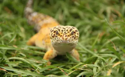 Can Leopard Geckos Eat Earthworms? (Solved)