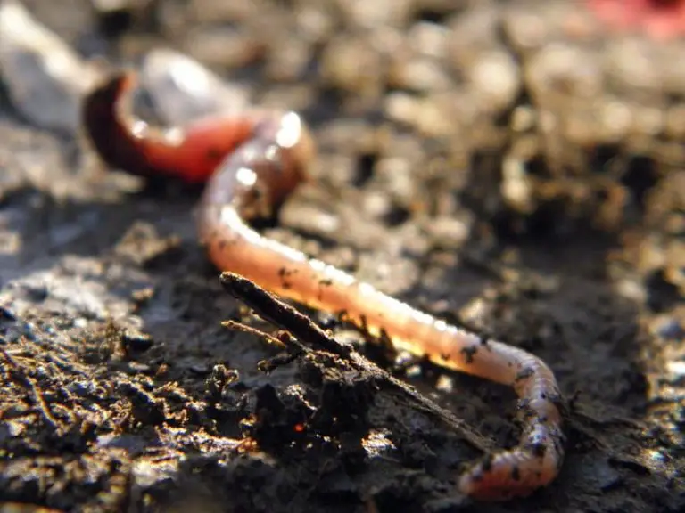 Why Are Worms Attracted To Vibrations? Two Possible Causes