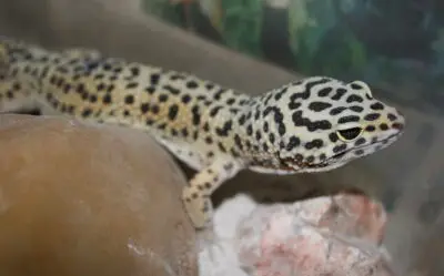 What Happens if Your Leopard Gecko Gets too Hot?