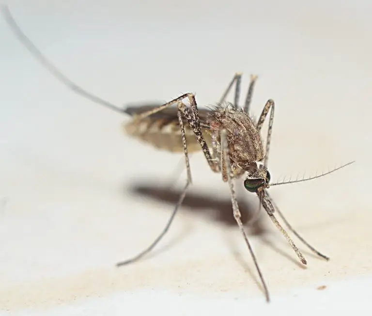 Do Mosquitoes Have Intelligence? (Solved)