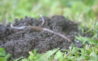 What Does Salt Do To Earthworms?