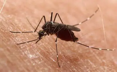 Do Mosquitoes Poop or Pee? You’ll be Surprised by the Answer