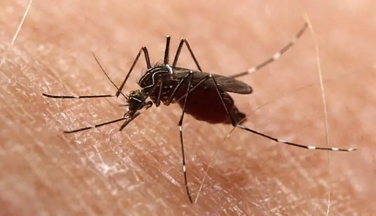 Do Mosquitoes Poop or Pee? You’ll be Surprised by the Answer