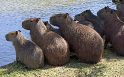 Are Capybaras dangerous? Here Are The Signs to Know It