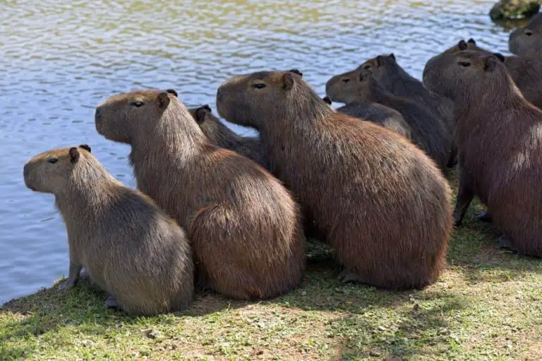 Are Capybaras dangerous? Here Are The Signs to Know It