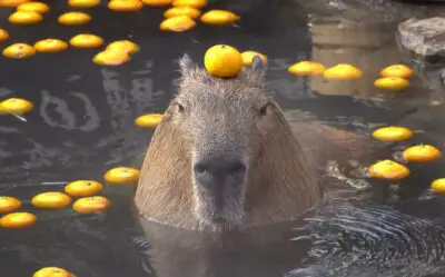 Why Do Capybaras Like Oranges? (This is the Reason)