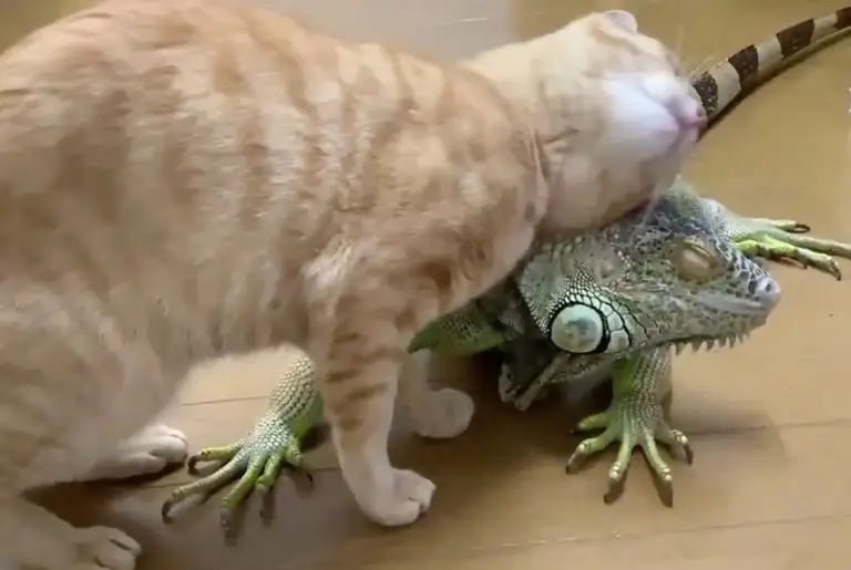 Do Cats Attack Iguanas? (Depending On This)