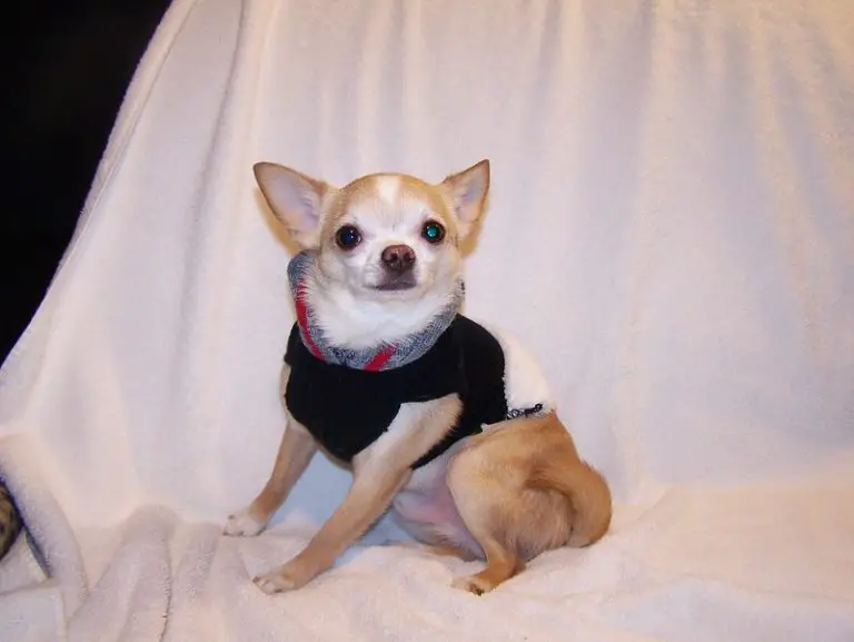 Do Chihuahuas Like Wearing Clothes?