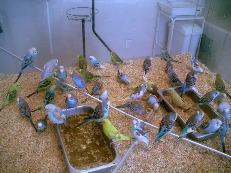 Are Wood Shavings Safe For Budgies? (6 Reasons That Confirm It)