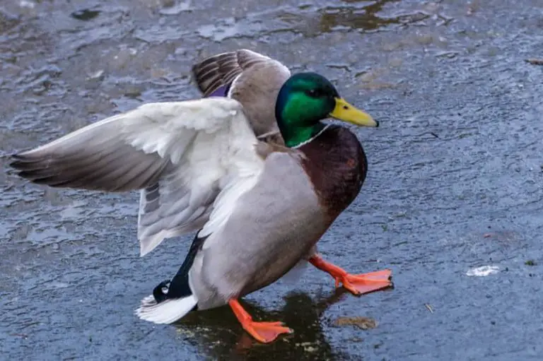 Do Ducks Have Good Memory? (Clear Explanation)
