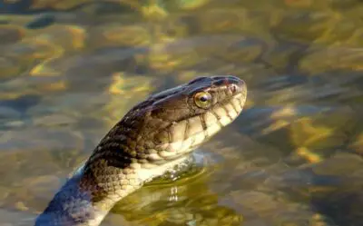 Can a Snake Drown? (Solved)