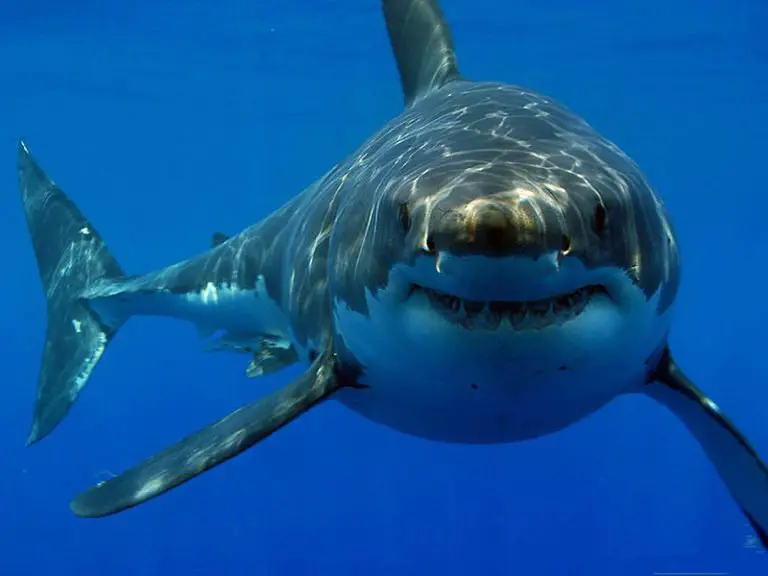 Amazing Features of The Sharks’ Eyes