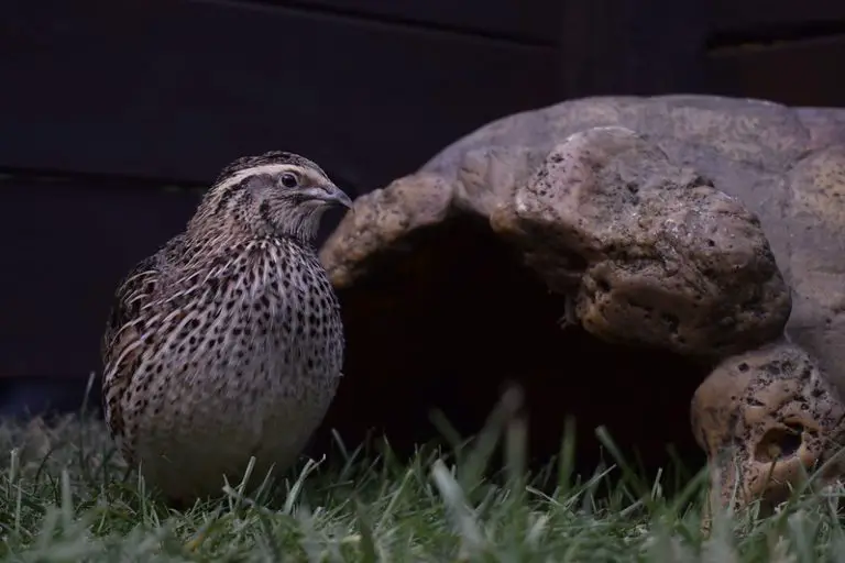 How Many Quails Should You Start With?