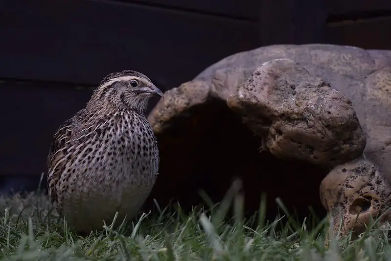 How Many Quails Should You Start With? Animal World Facts