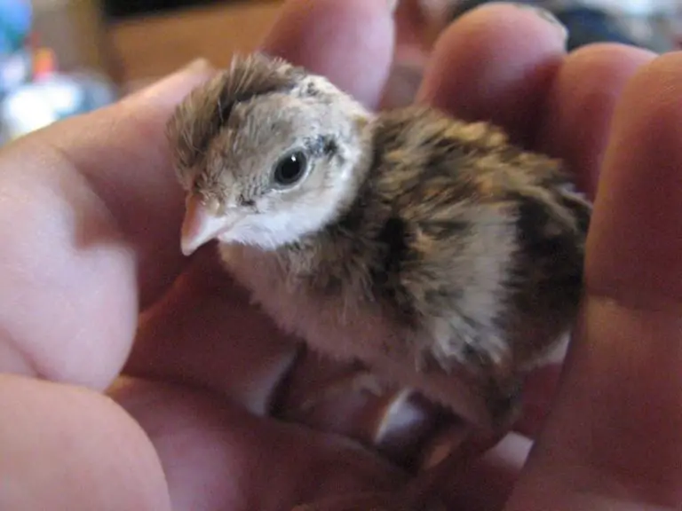 When Do Baby Quails Start Eating? (Day-by-Day Growth)