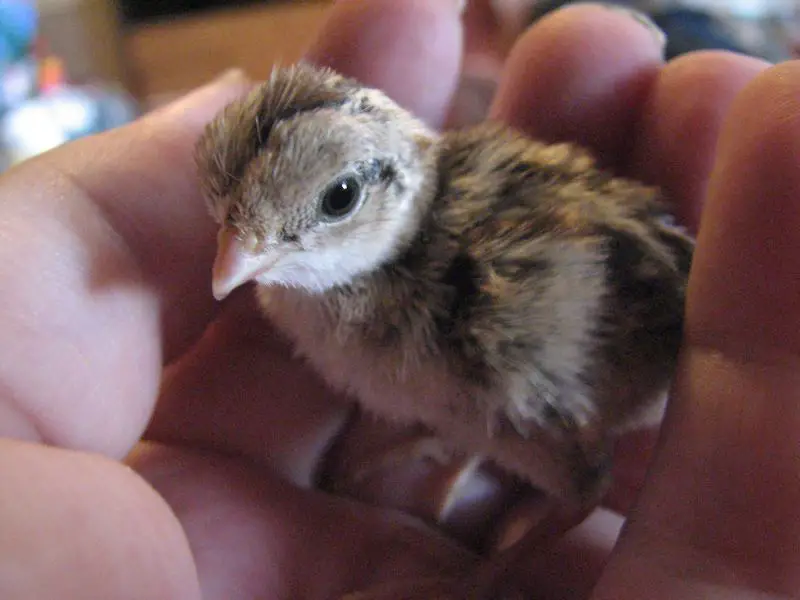 When Do Baby Quails Start Eating? (DaybyDay Growth) Animal World Facts