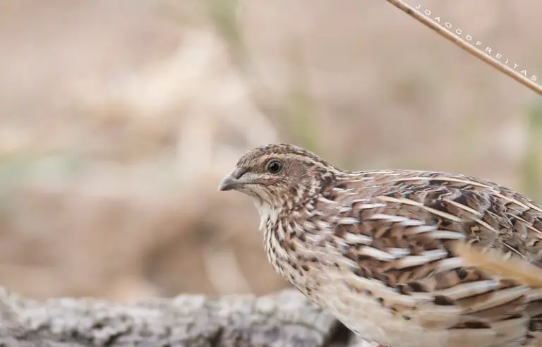 Why do Quails Lose Their Feathers? (The Main Reason)