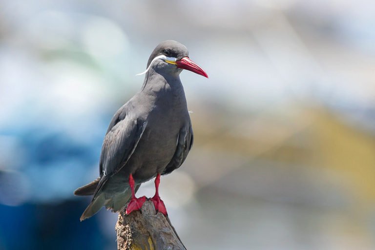 8 Birds That Have Webbed Feet (With Pictures)