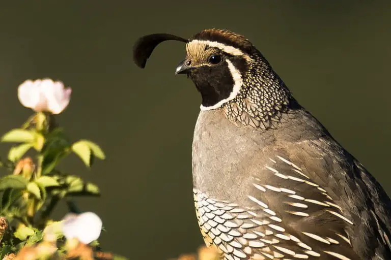 Do All Quail Have Top Knots?