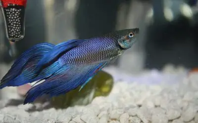 Can a Betta Fish Breed Without The Bubble Nest?