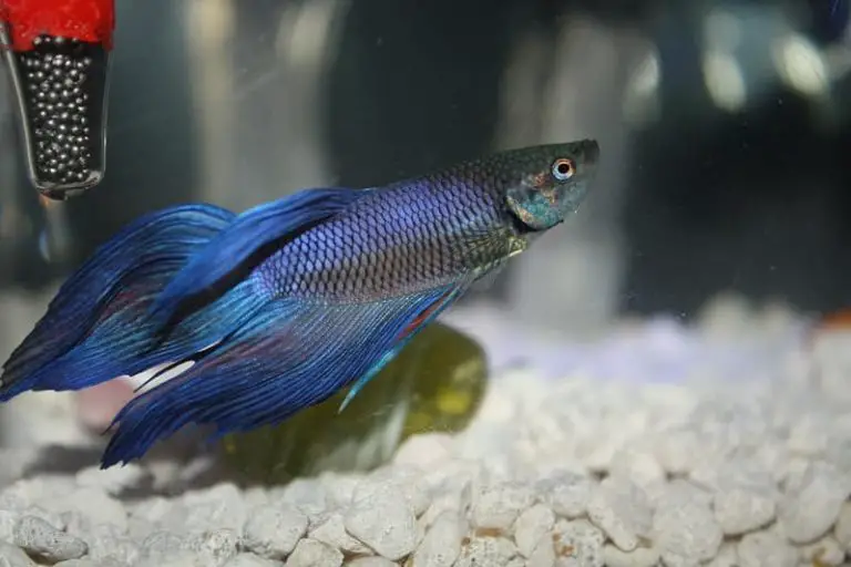 Can a Betta Fish Breed Without The Bubble Nest?