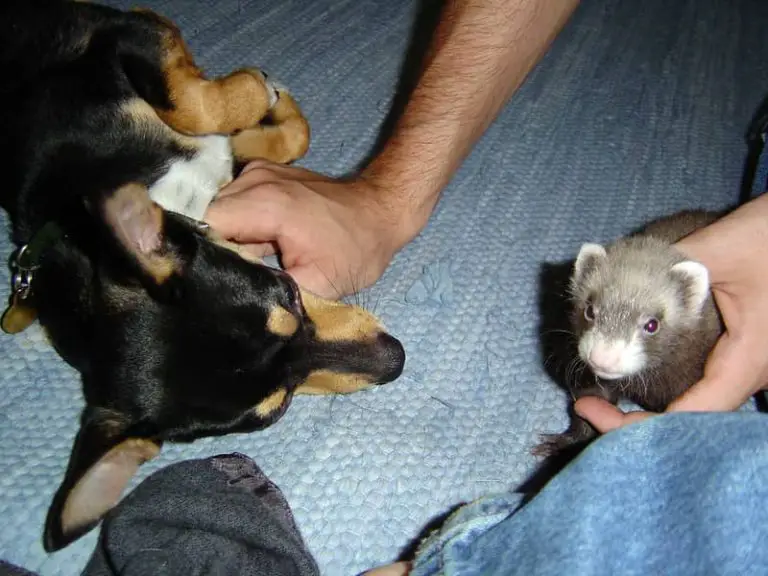Do Ferrets Get Along With Chihuahuas?