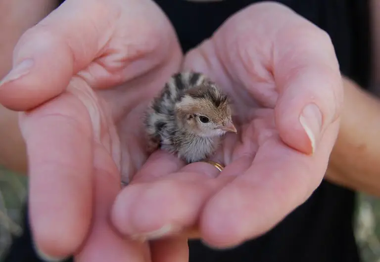 How to Keep Your Baby Quail From Dying?