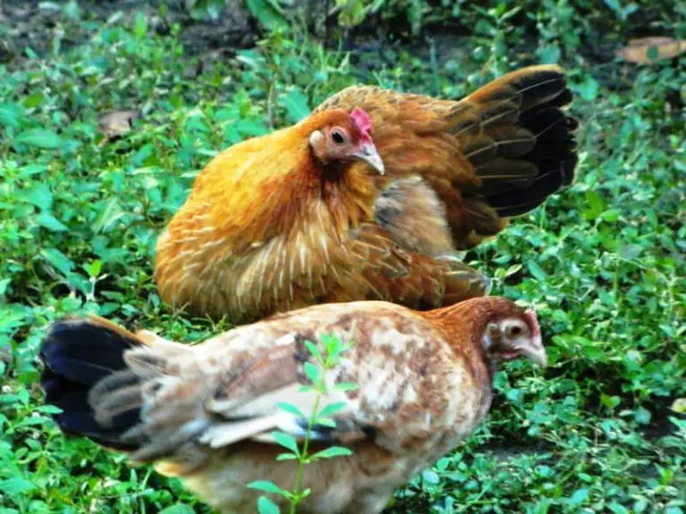 Don’t Feed Your Chicken Raw Sweet Potato (This is The Reason)