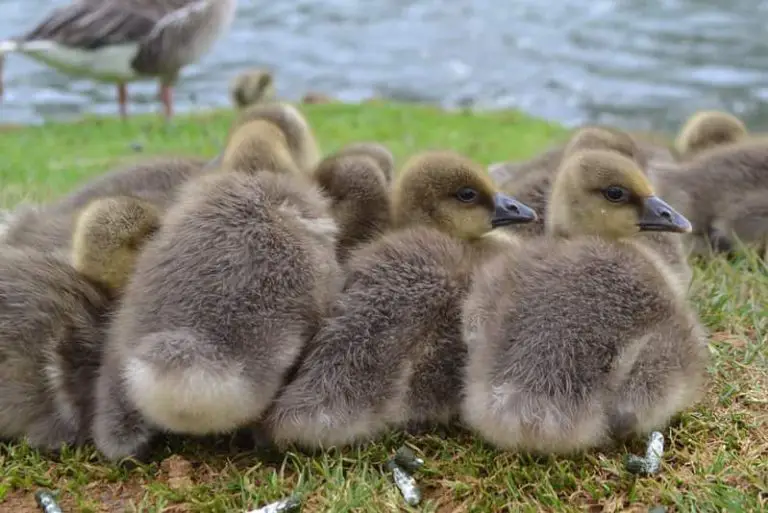 What Temperature is Too Cold For Baby Ducks? (Temperature Chart Included)